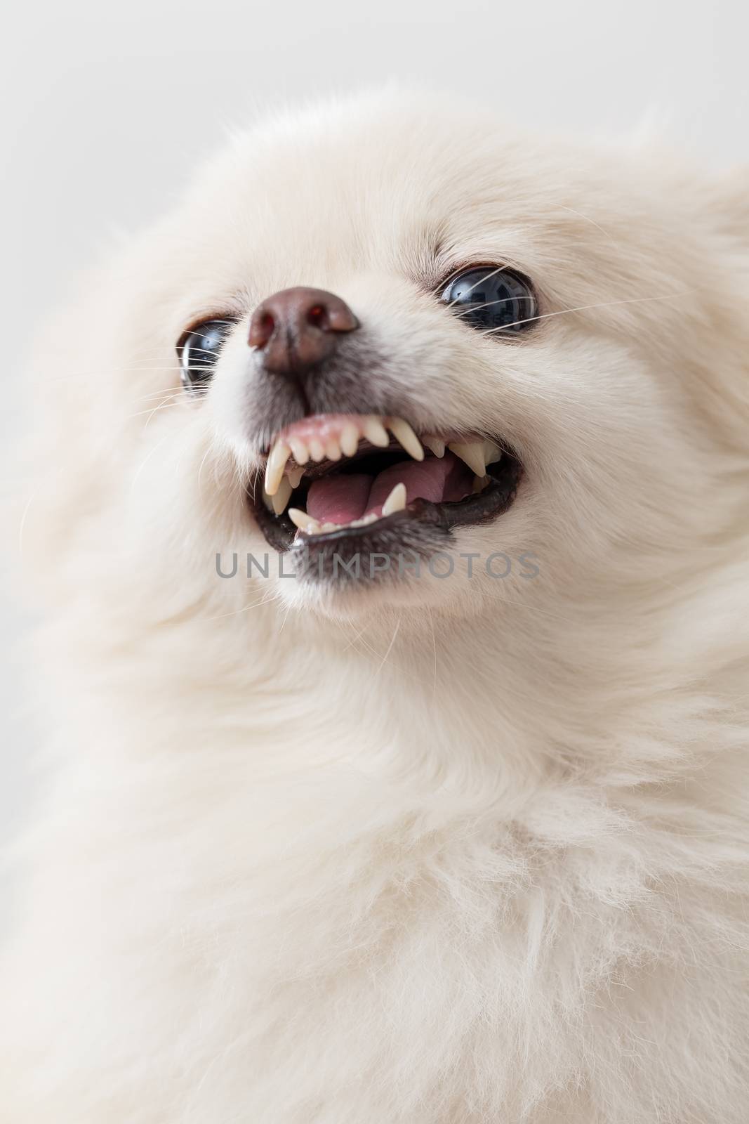 White pomeranian getting angry by leungchopan