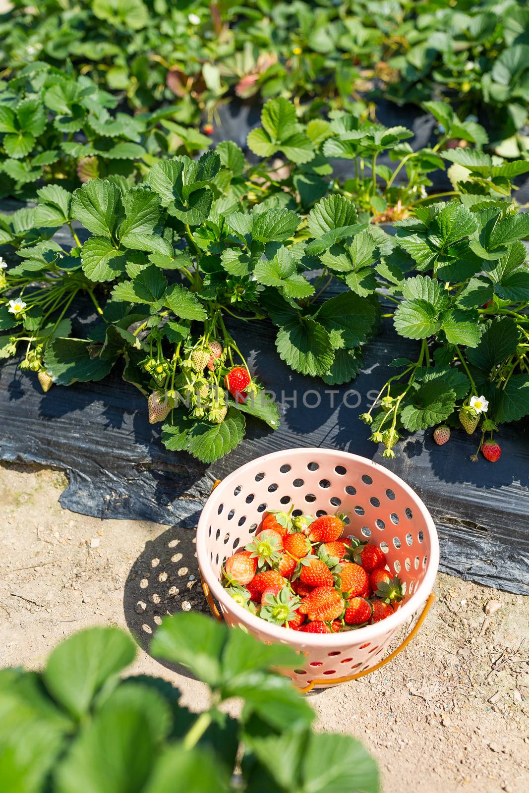 Picking of Fresh Strawberry by leungchopan