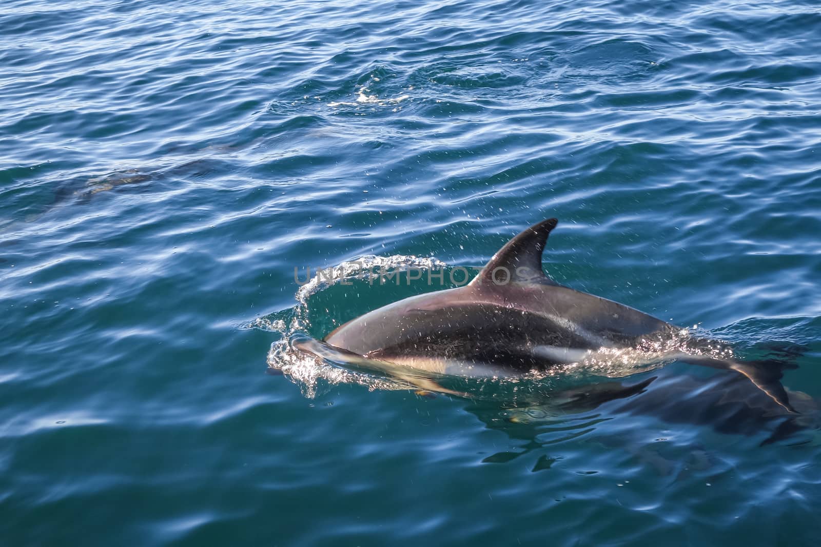 dolphin in Kaikoura bay, New Zealand by daboost
