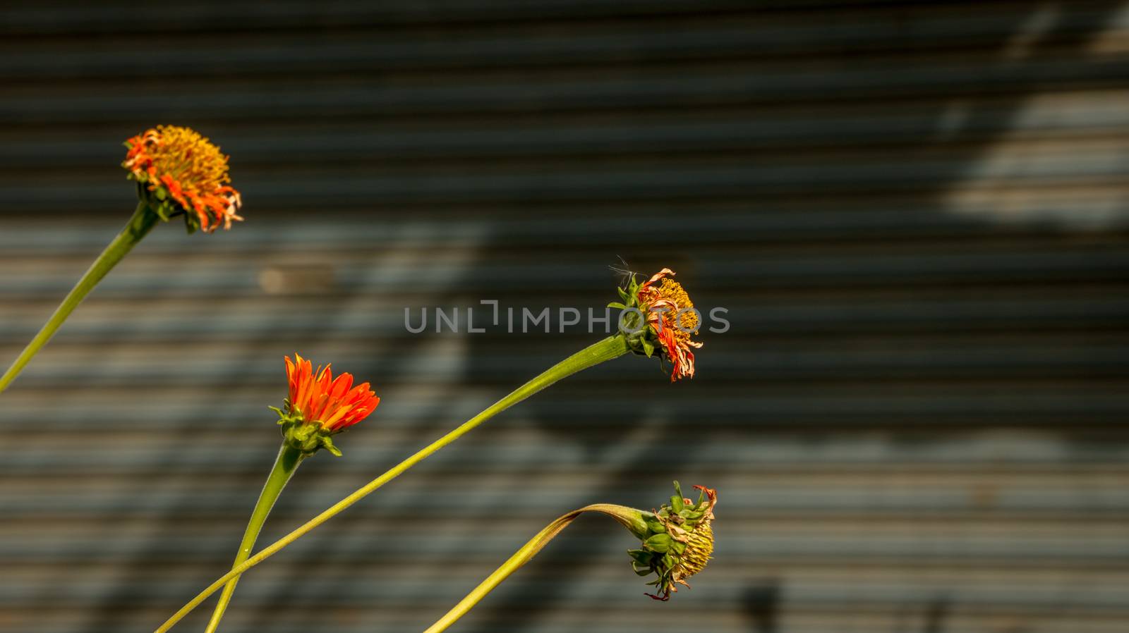 Orange Daisies without Leaf on Corrugated Background/ Roller Shutter Door. Street Photography. Countryside Thailand.