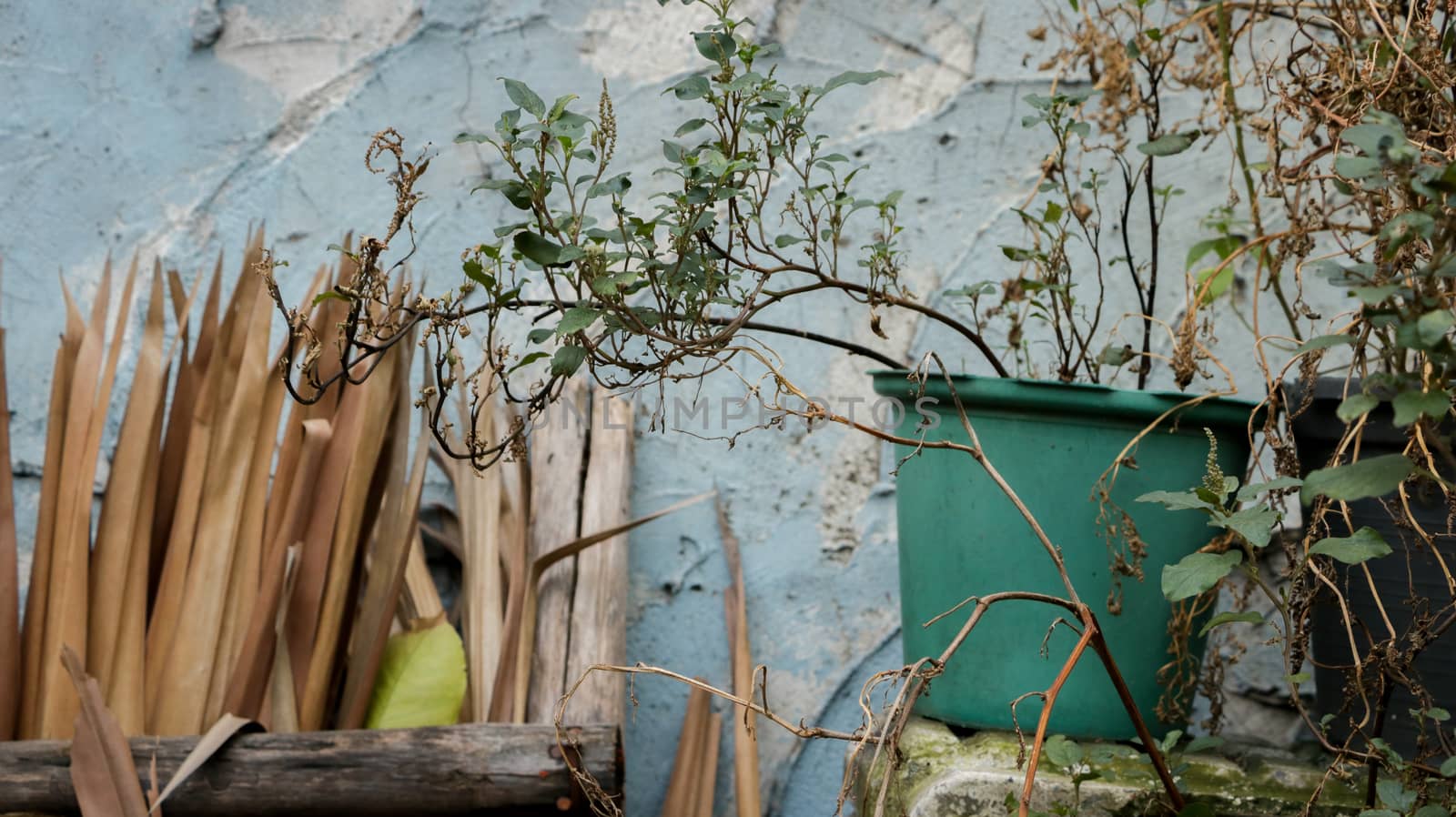 Vintage Herbs/ Plants in Green Plastic Pot with Dry Coconut Leaves in Rustic Rack - Rough Painted Blue Wall - Abandoned Garden/ Junkyard. Rural Thailand.