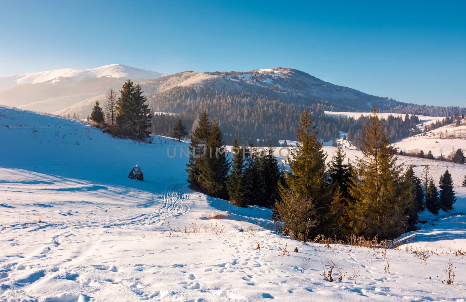 spruce trees on snowy hillside. beautiful frosty day. borzhva mountain ridge in the distance. lovely Carpathian scenery