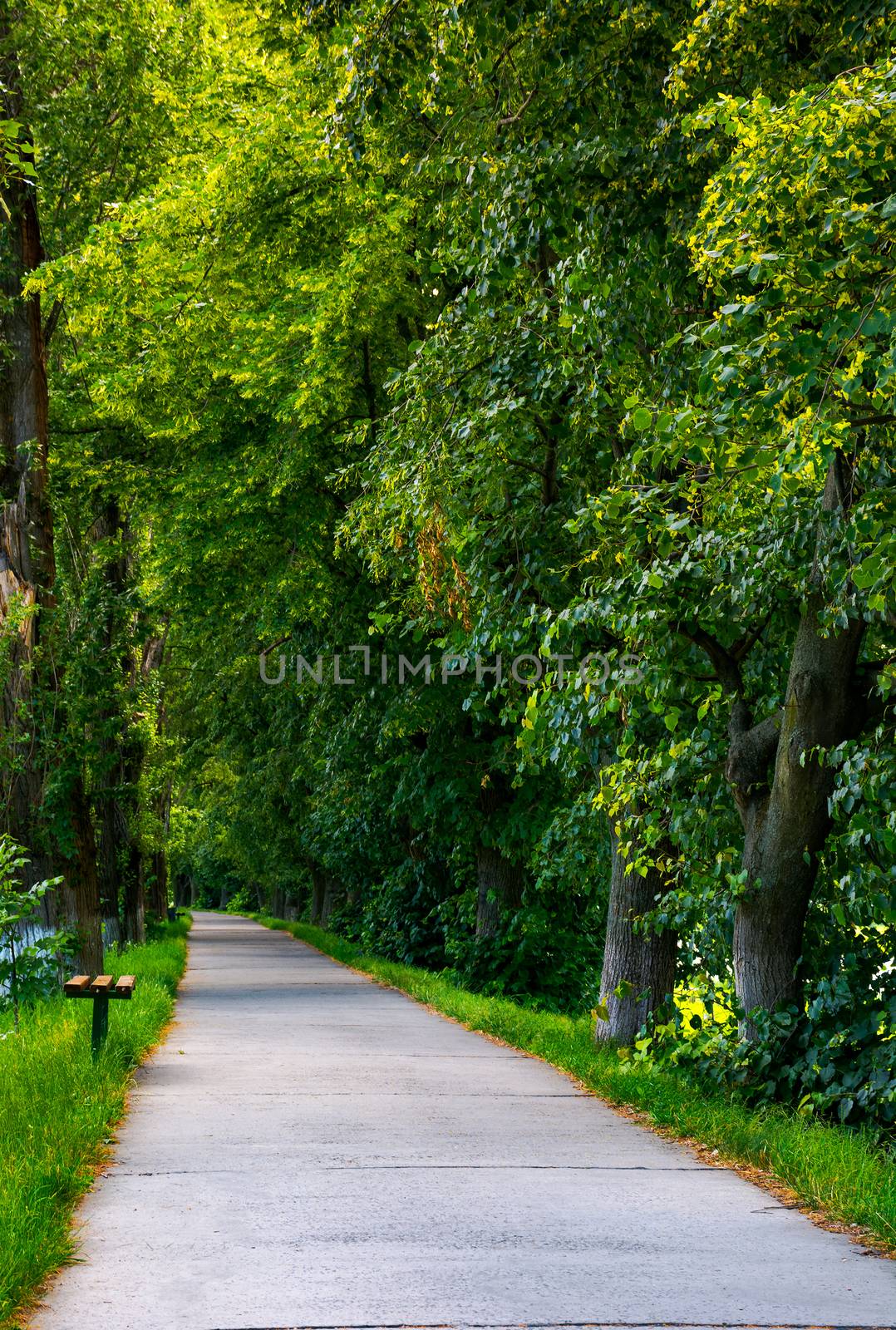 path below the linden trees by Pellinni