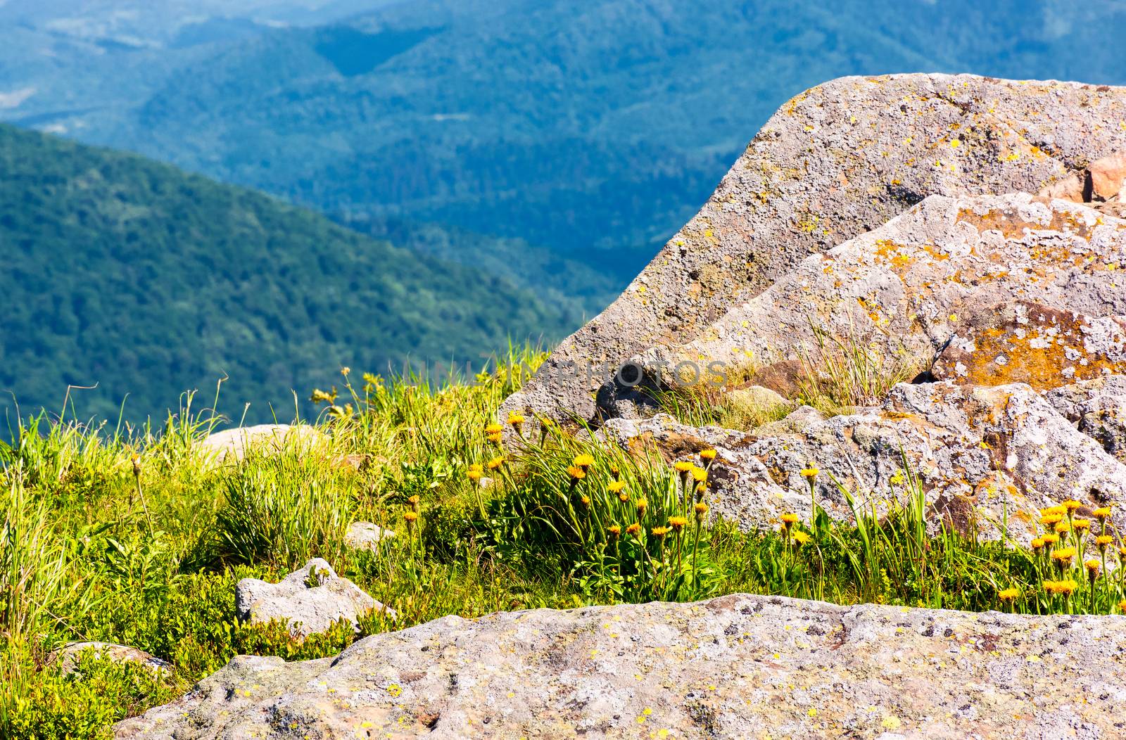 rocks on the edge of a grassy hillside. yellow dandelions among the rocks. beautiful nature scenery in mountains