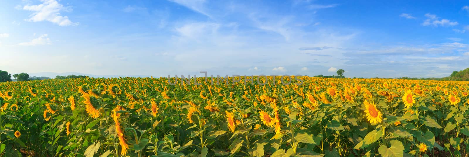 Wonderful panoramic view of sunflowers field under blue sky, Nature summer landscape