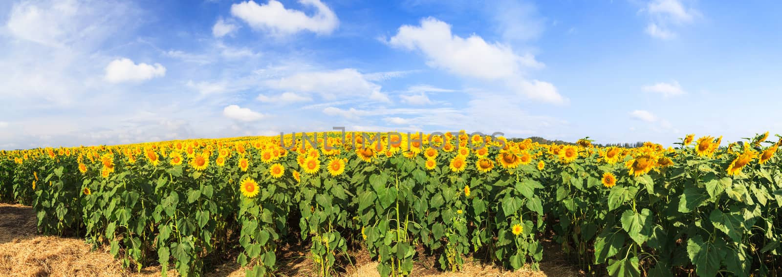 Wonderful panoramic view of sunflowers field under blue sky, Nature summer landscape