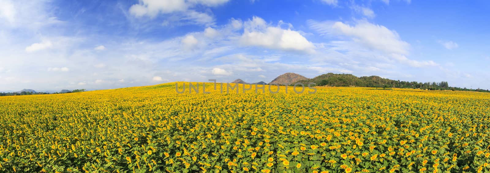 Wonderful panoramic view of sunflowers field under blue sky, Nature summer landscape