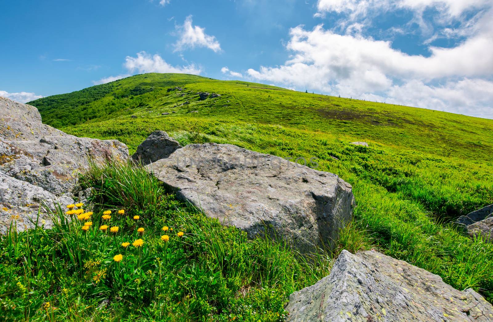 boulder around dandelions on grassy hillside by Pellinni