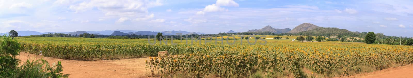 Wonderful panoramic view of sunflowers field under blue sky, Nature summer landscape