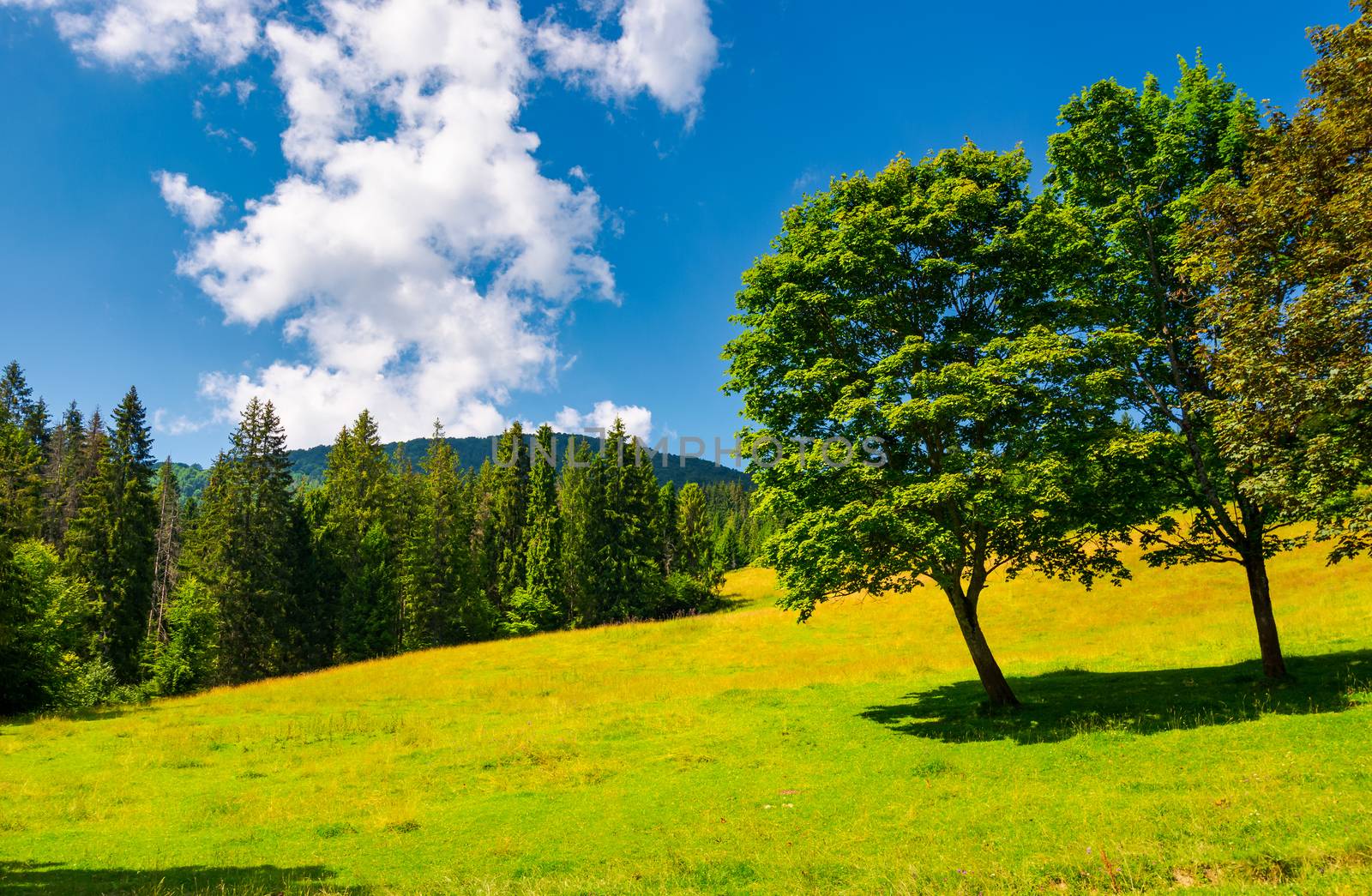 trees on the grassy meadow in summer by Pellinni