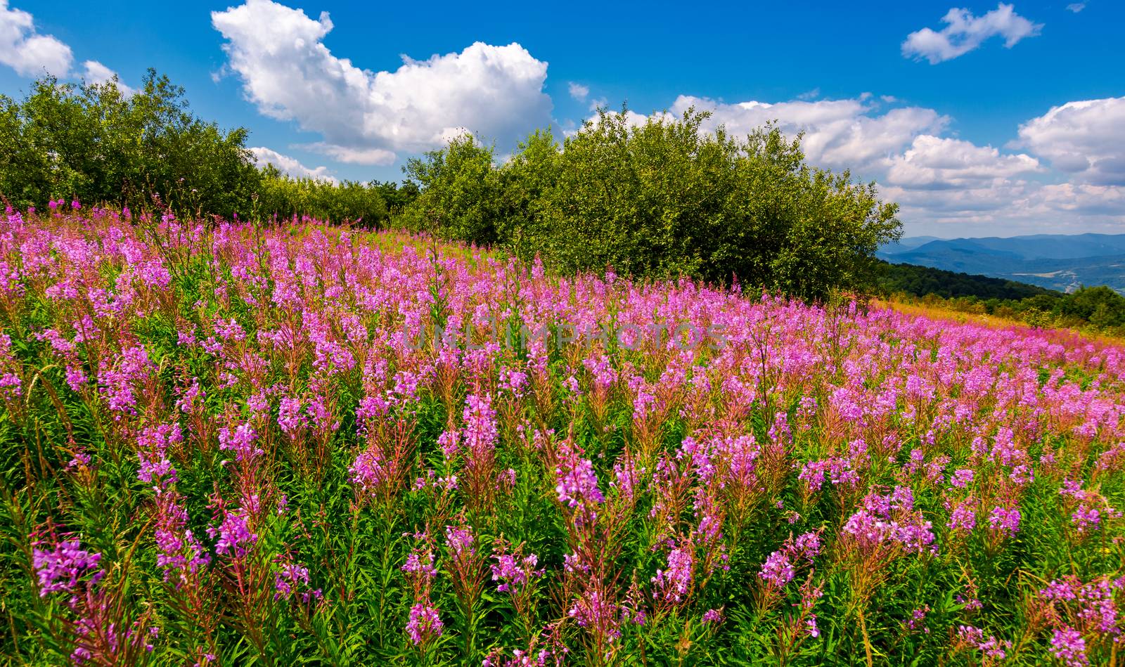 fire weed meadow in mountains by Pellinni