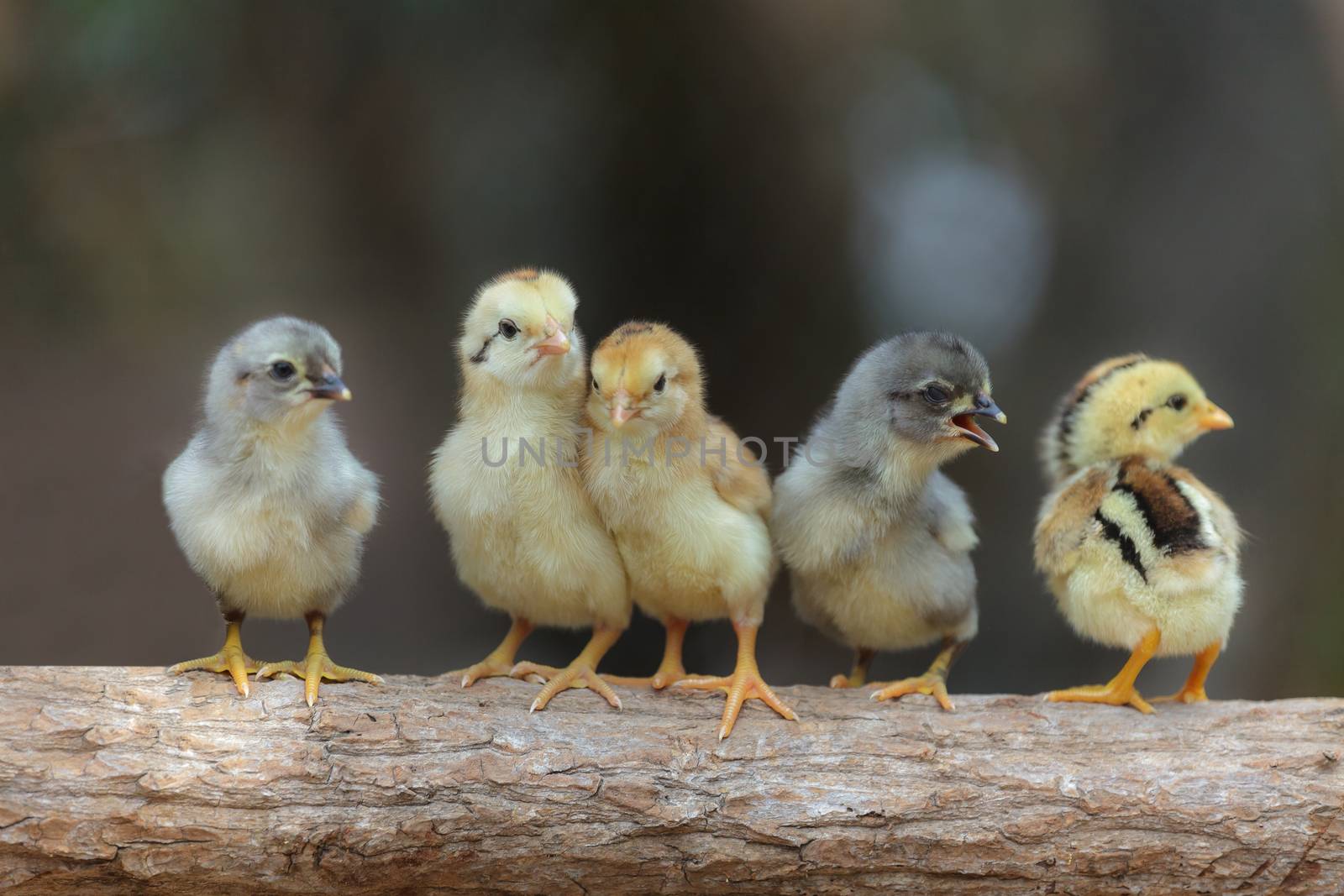 Cute chicks on nature background