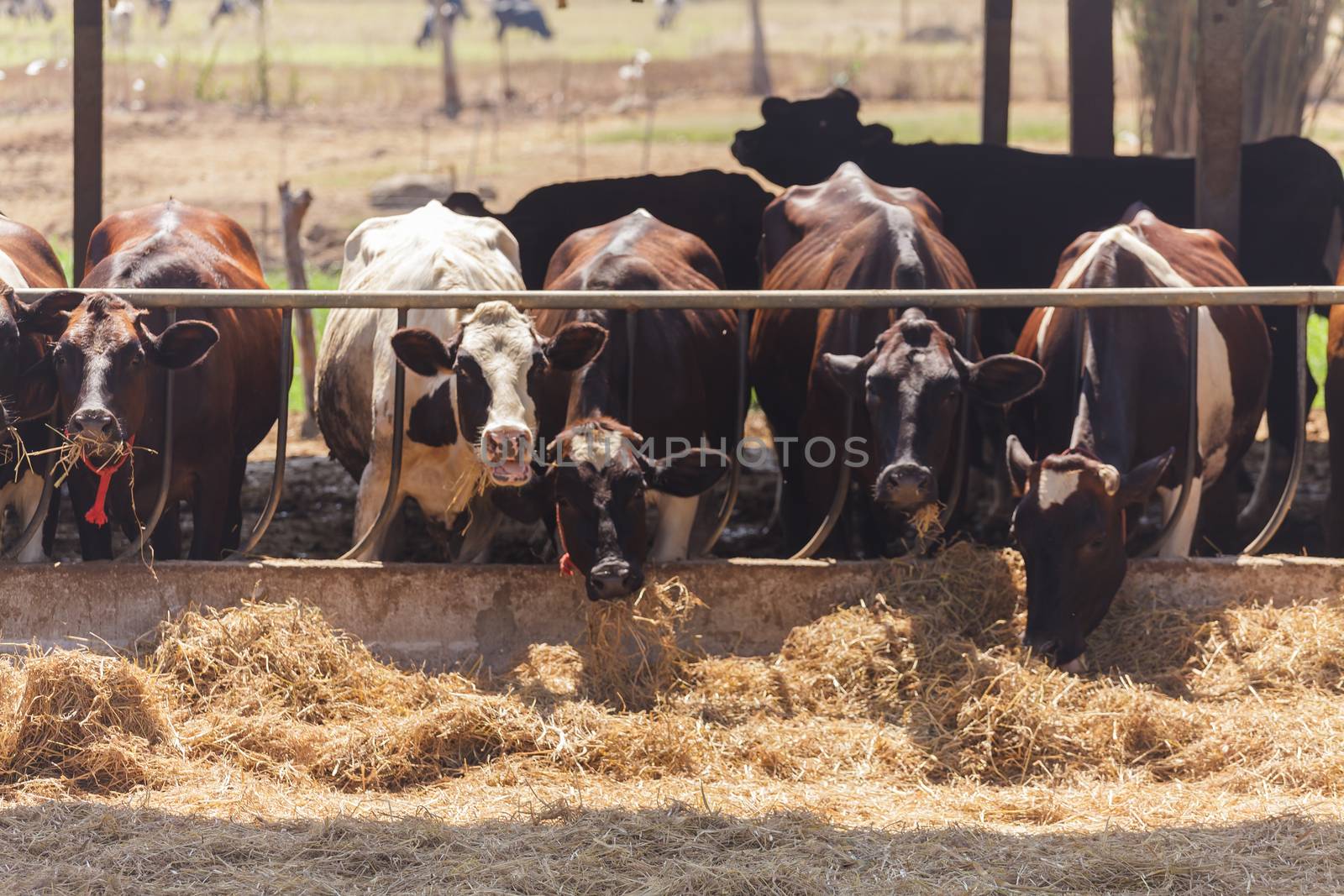 Cows in farm