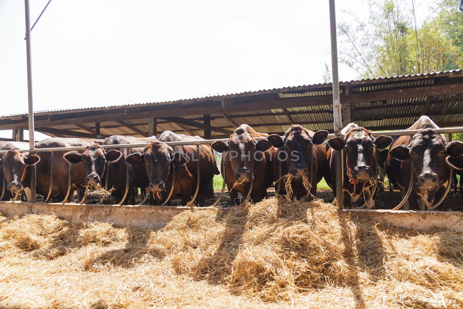 Cows in farm