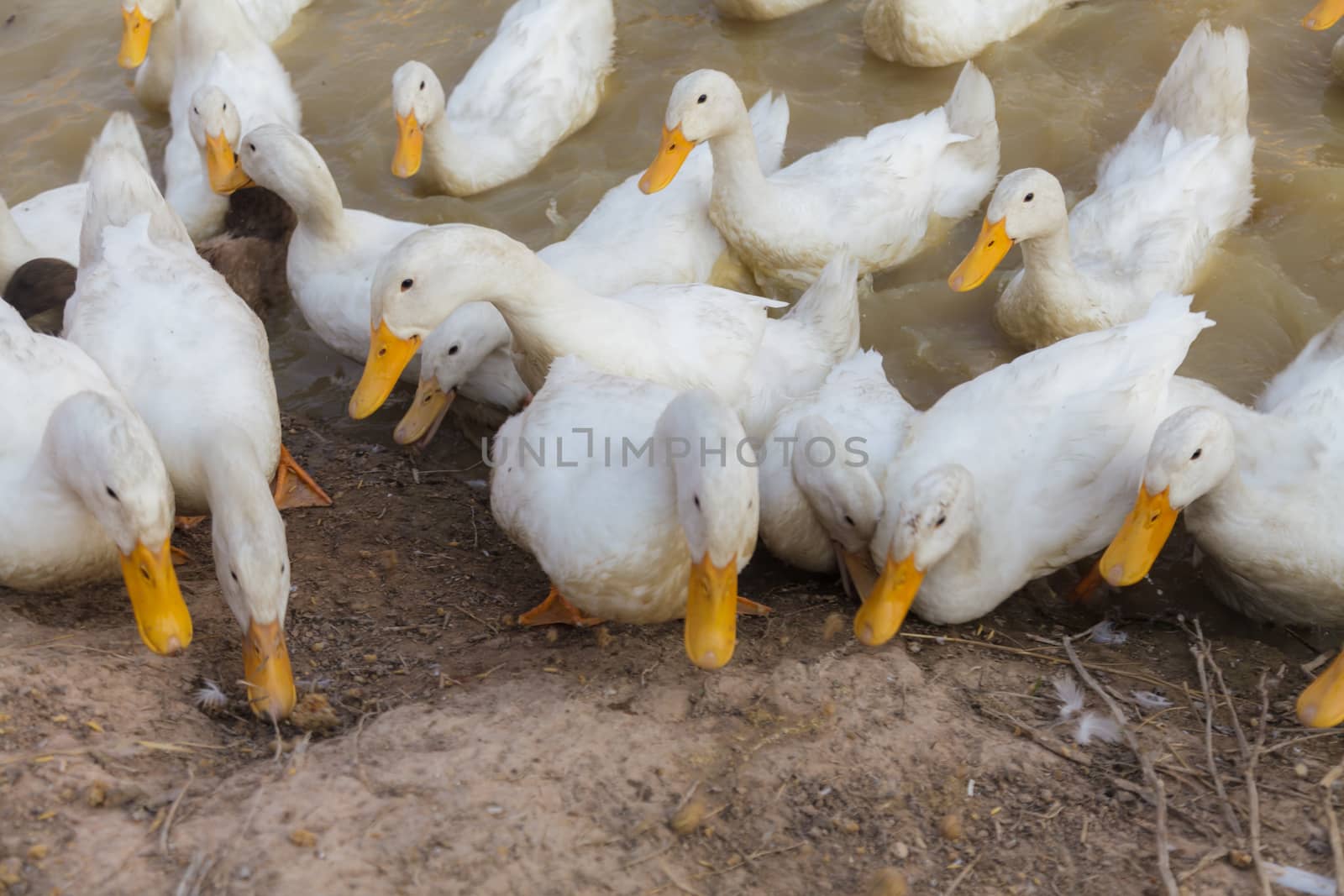 White and Black Duck Chase Field