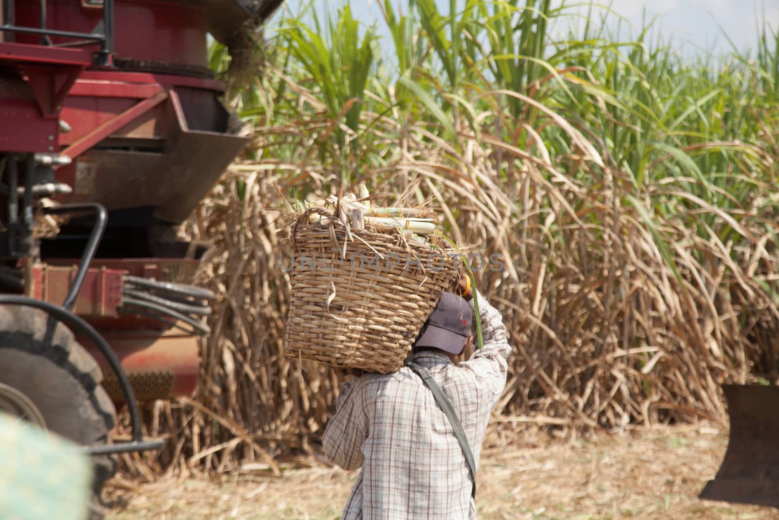 Sugarcane Workers and Sugarcane harvester machine