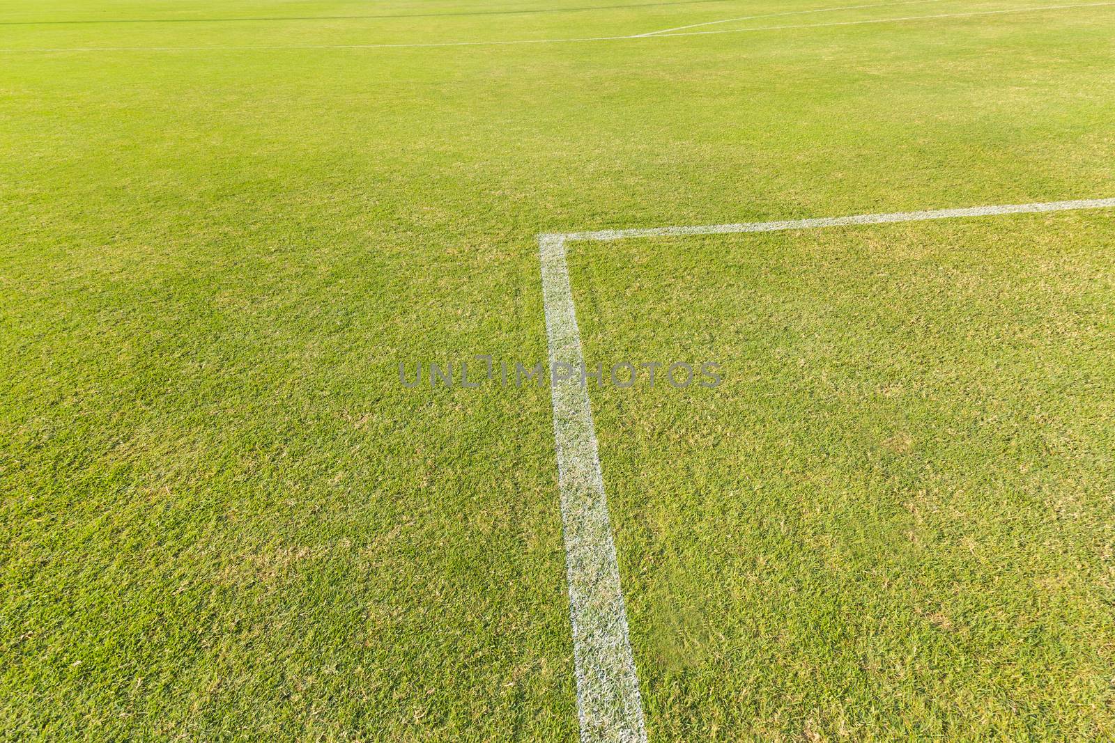 Green grass on the football field