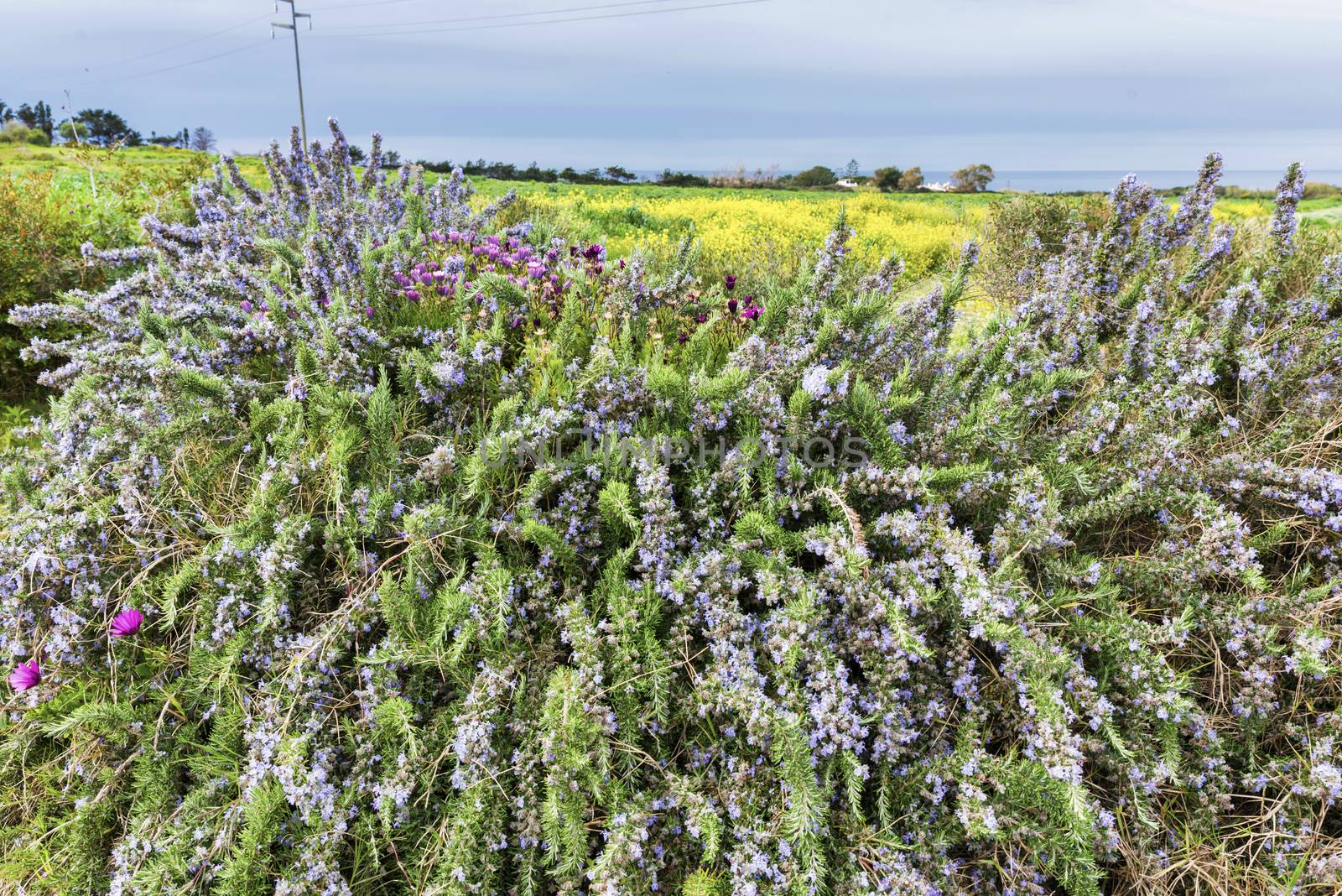 nature with flowers and plants of the nice smelling herbs rosemary on the island of sardinia with the sea as background