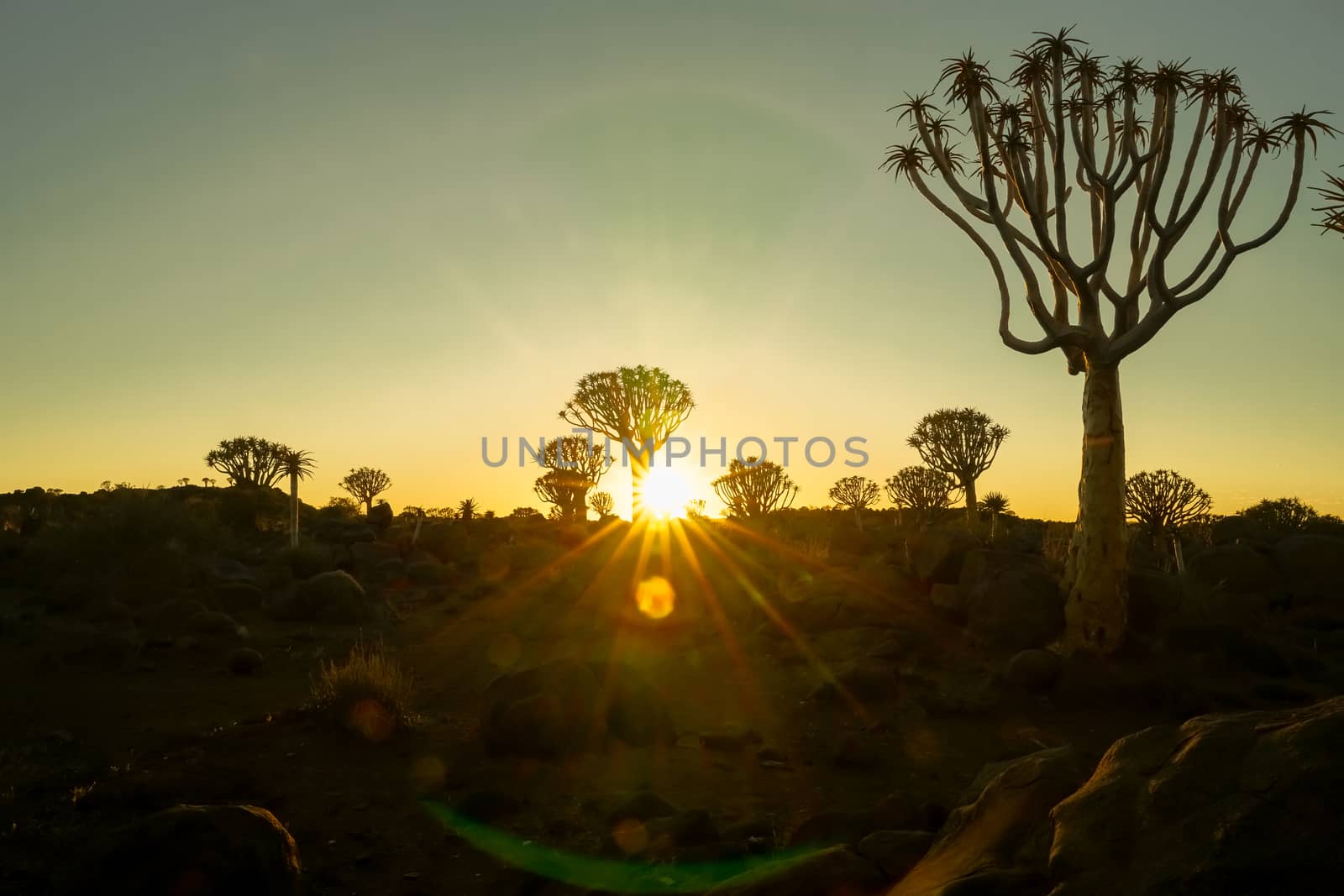 Blue and green sky hues above Quiver Tree Forest Keetmanshoop Namibia.