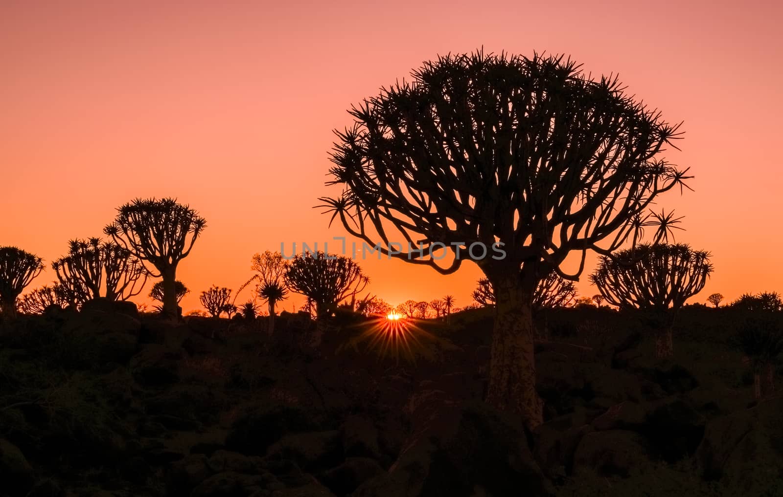 Bright red sky as sun bursts over horizon behind silhouettes of Quiver Tree Forest in Namibia.