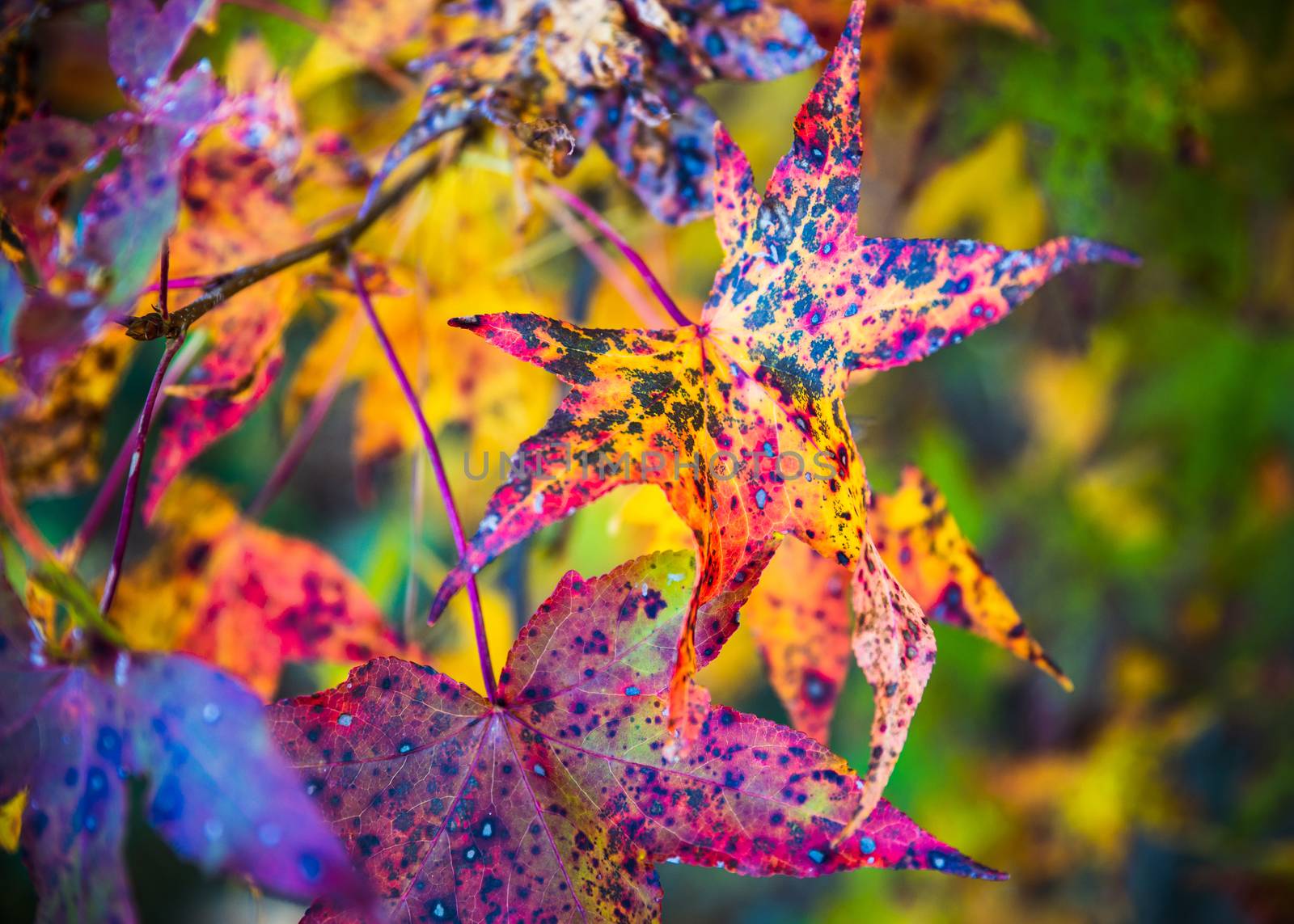 Closeup shot of colorful fall foliage