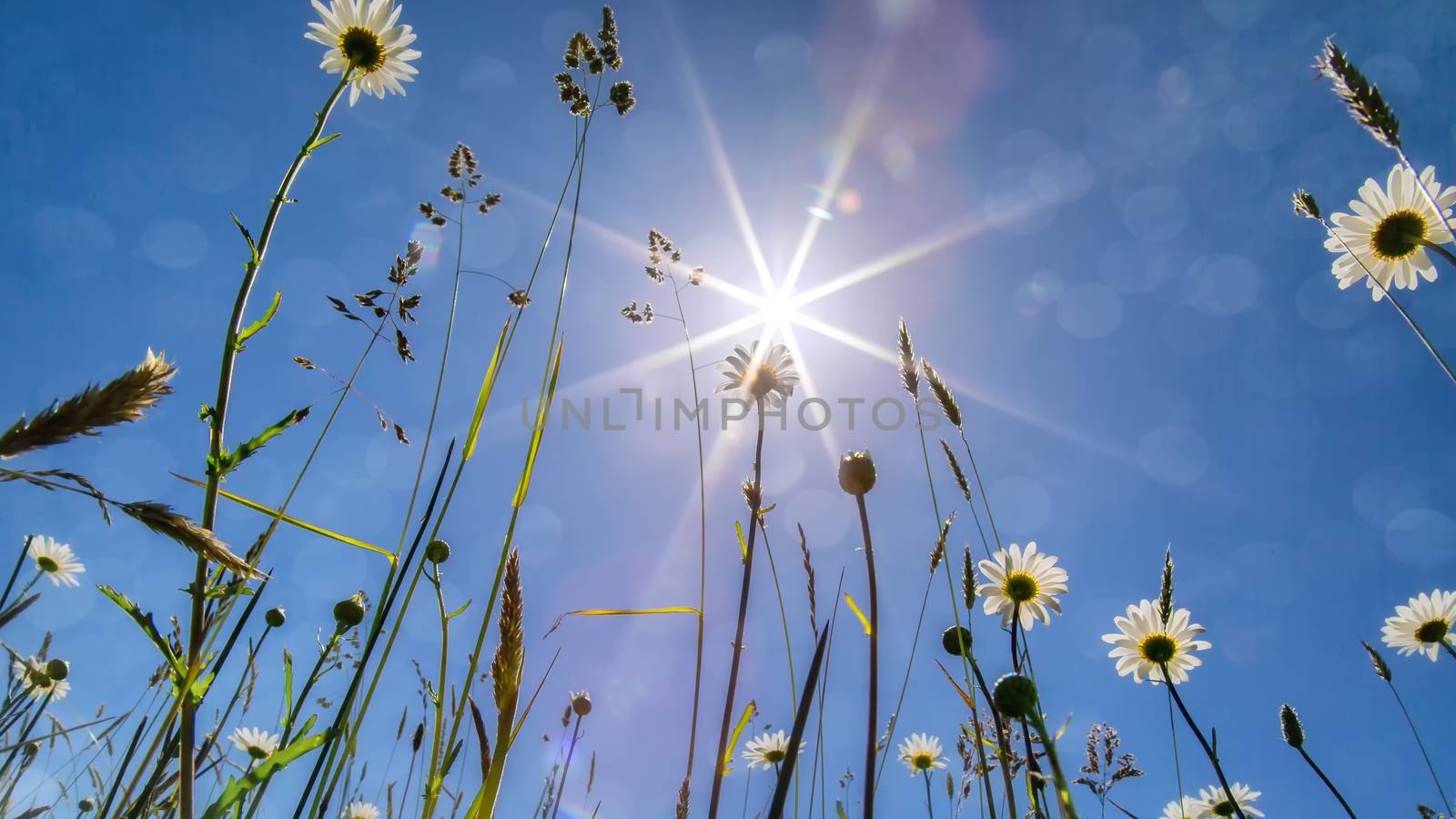 Daisies Under the Sun by backyard_photography