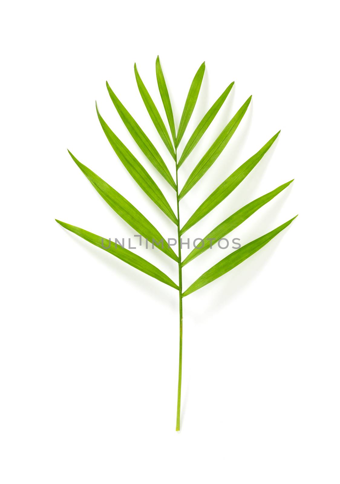 Green parlor palm tree leaf, isolated on white background.
