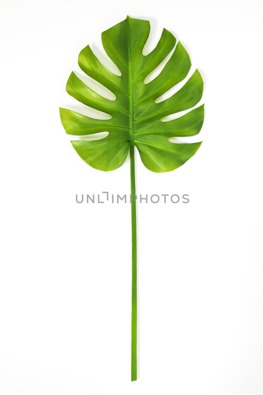 Beautiful green Monstera leaf on white background by anikasalsera