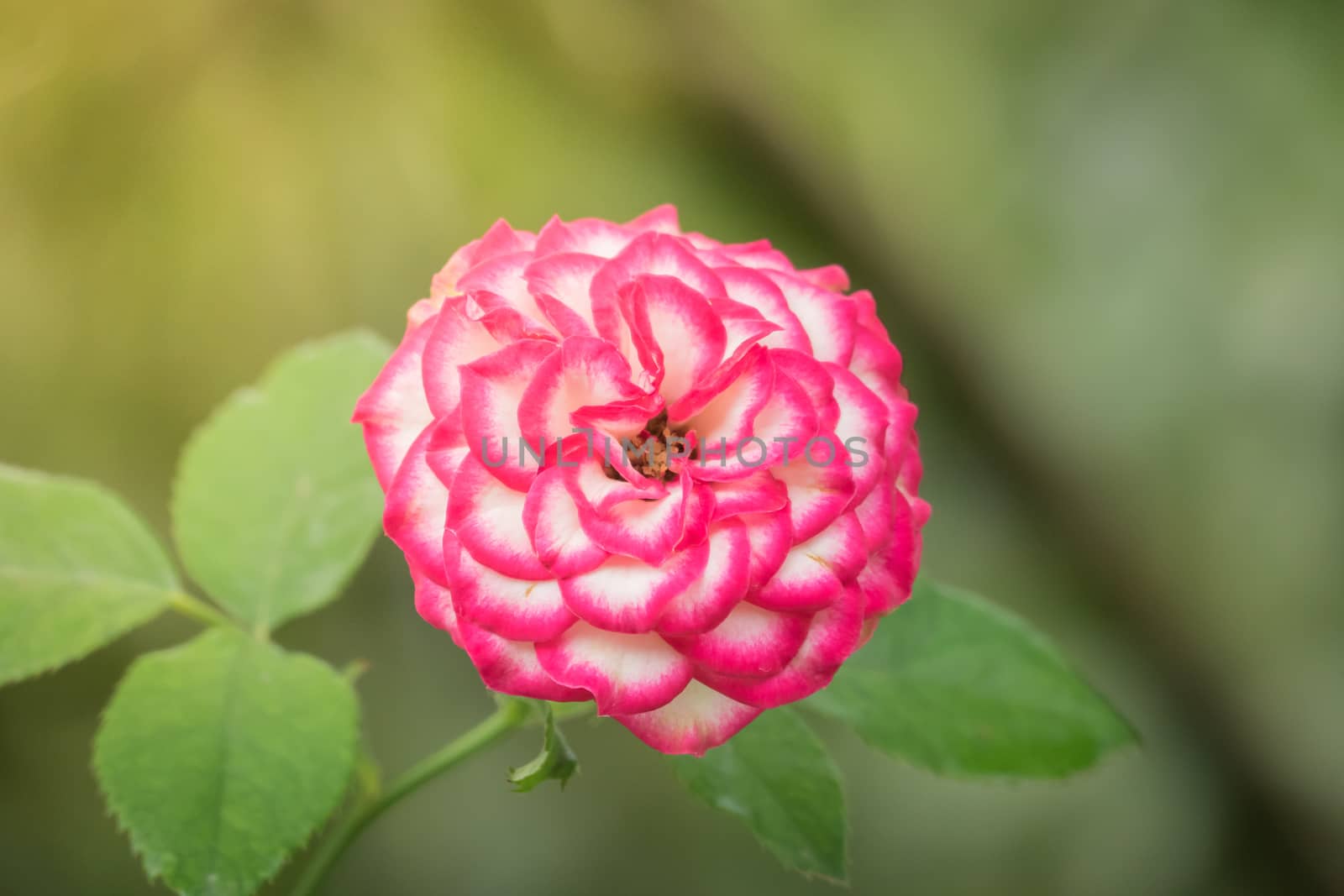 Roses in the garden, Roses are beautiful with a beautiful sunny day.