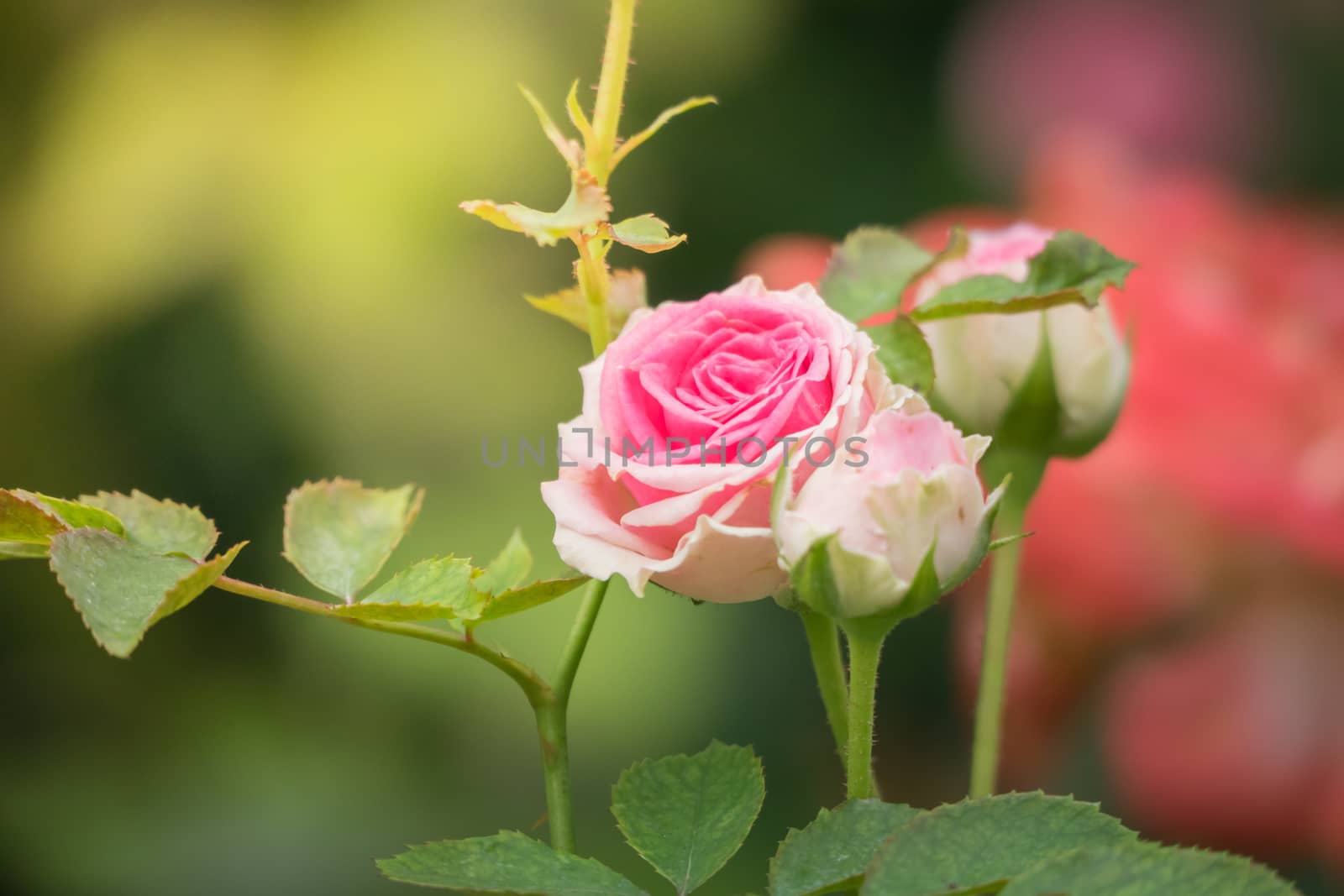 Roses in the garden, Roses are beautiful with a beautiful sunny day.