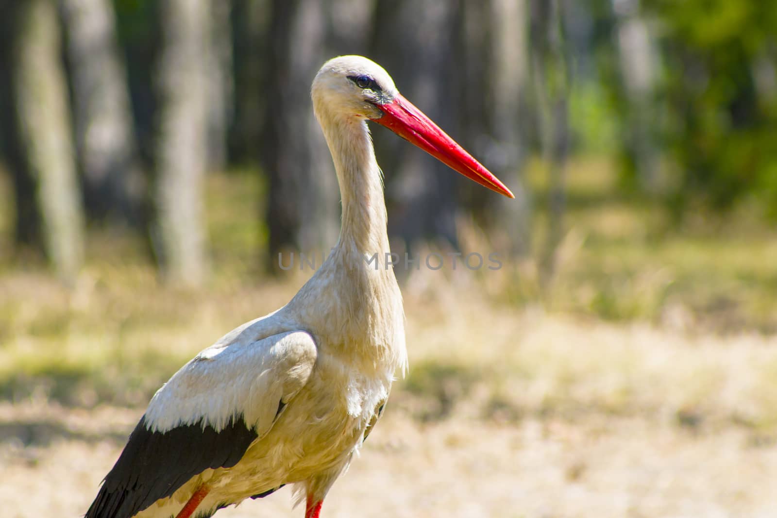 Stork close-up in wood looking for food. Beautiful big bird in nature