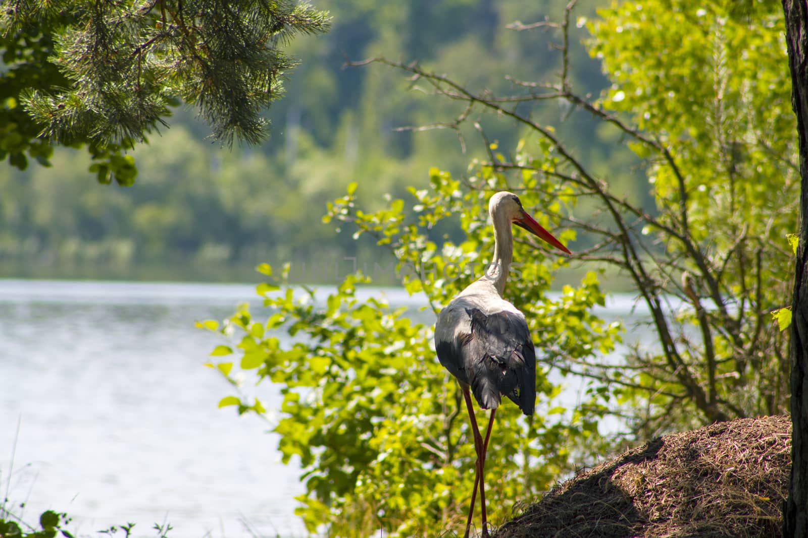 Walking stork lake and forest. Beautiful big bird in nature