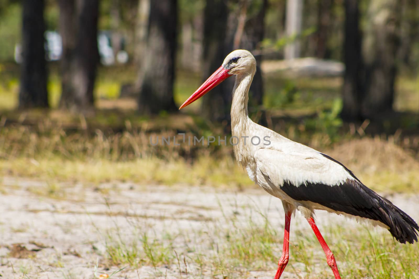 Stork walk and looks food. Beautiful big bird in nature