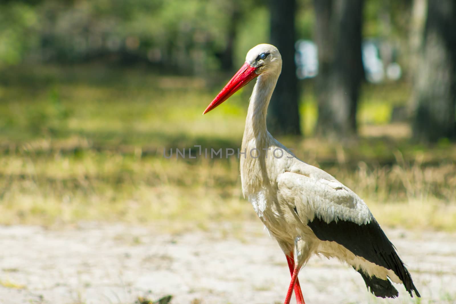 Stork with closed eyes in forest. Beautiful big bird in nature