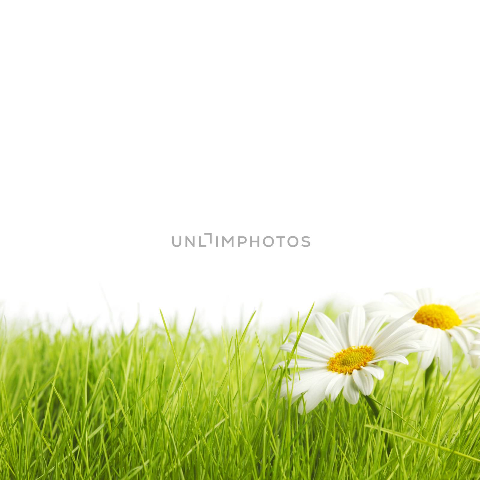 White daisy flowers in green grass isolated on white background