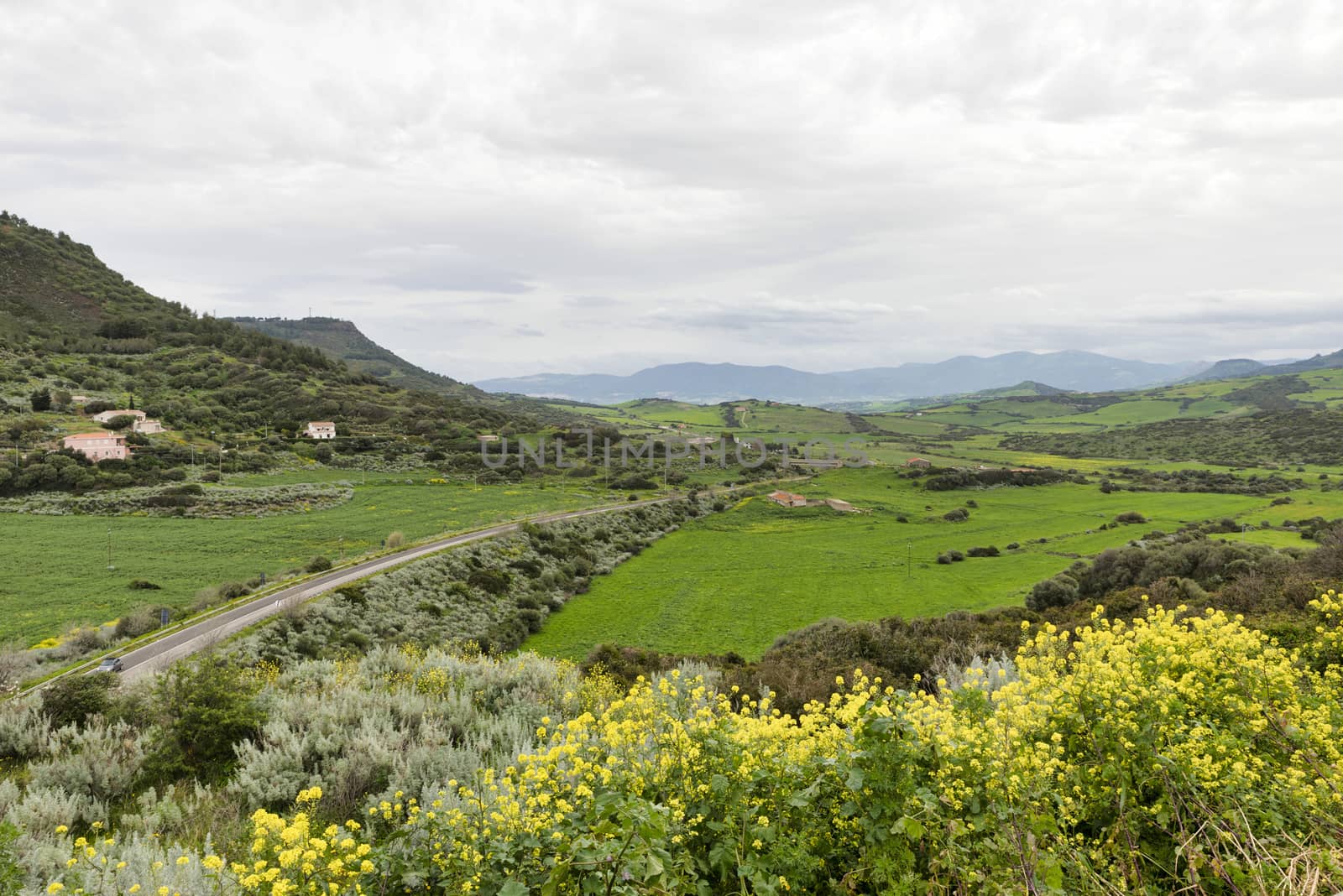nature and landscape of sardinia island with road and yellow flowers as forground