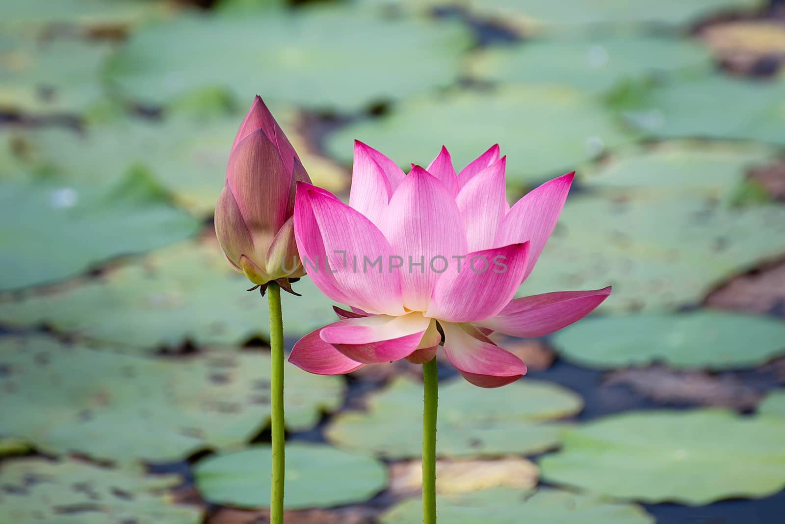 pink lotus flower blooming among lush leaves in pond under brigh by rakoptonLPN