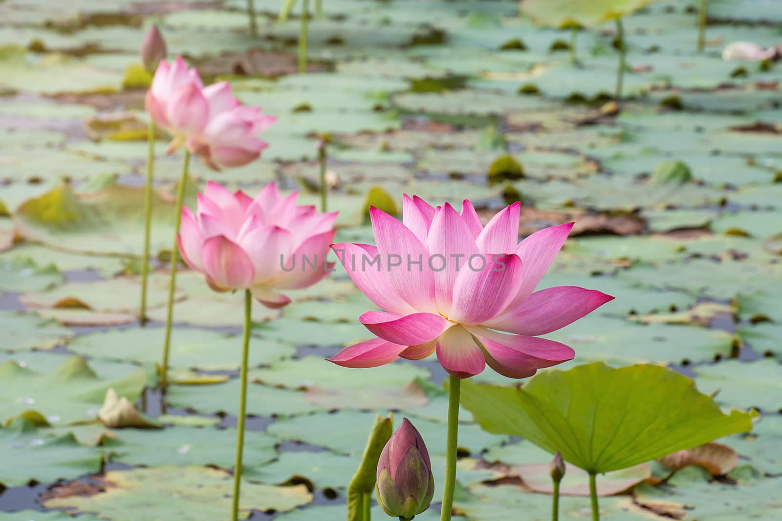 pink lotus flower blooming among lush leaves in pond under brigh by rakoptonLPN