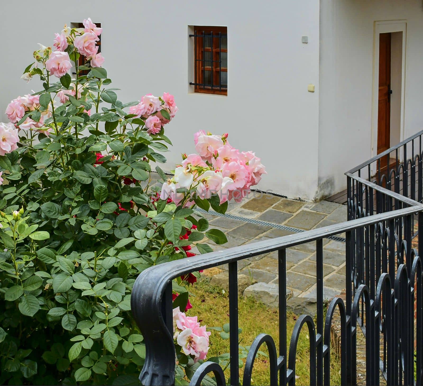 Iron banister and a rose bush. Pink roses and hammerd banisters. Classical forged banister.