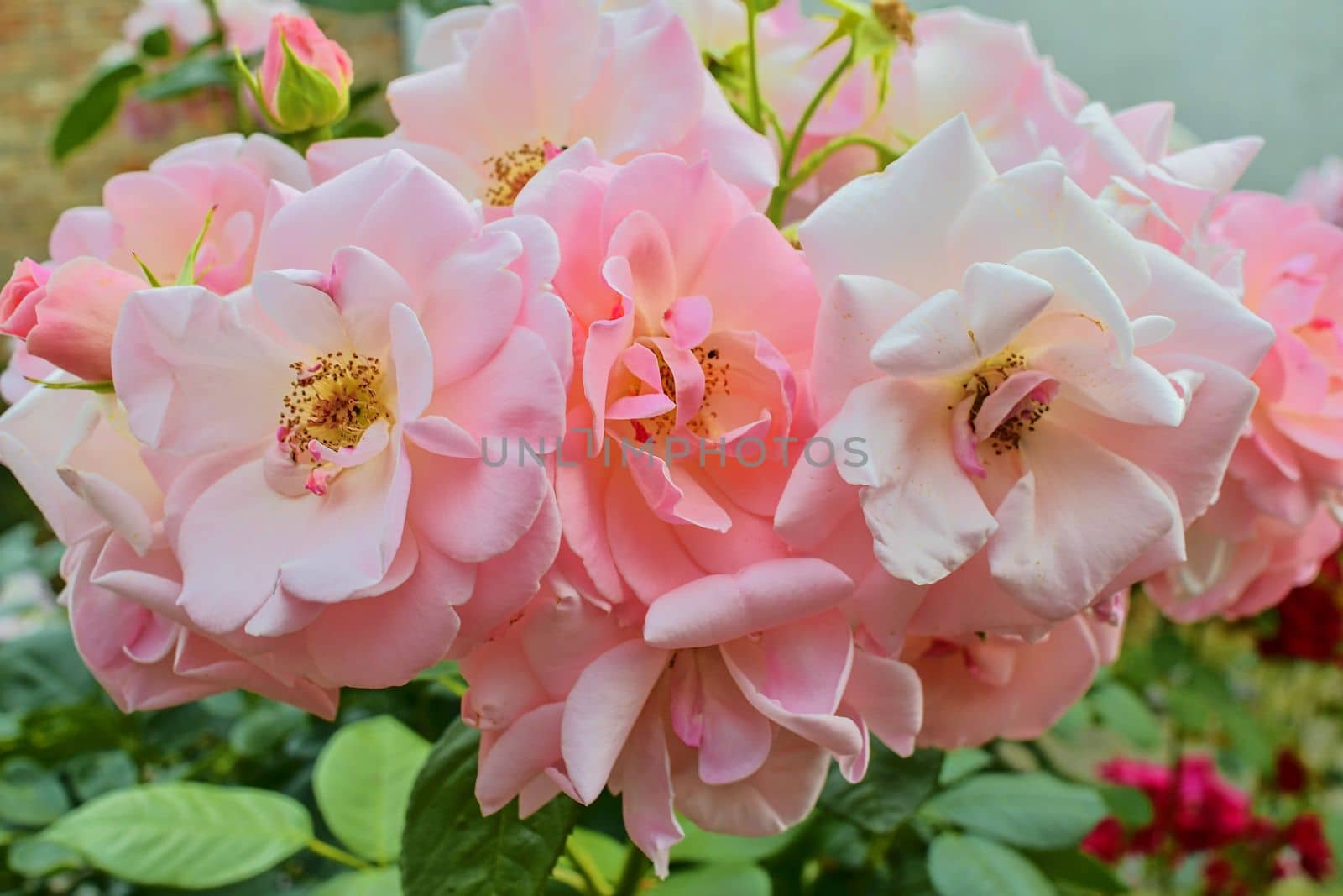 Pink roses. A bunch of pink roses. Close-up by roman_nerud