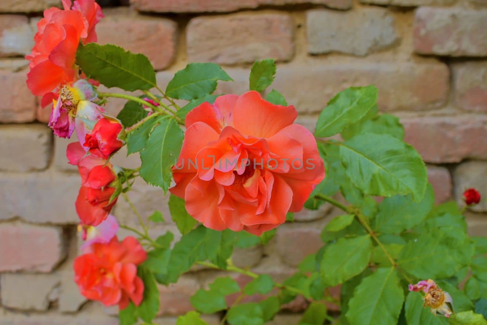 Red roses on red brick background. Romantic scenery.