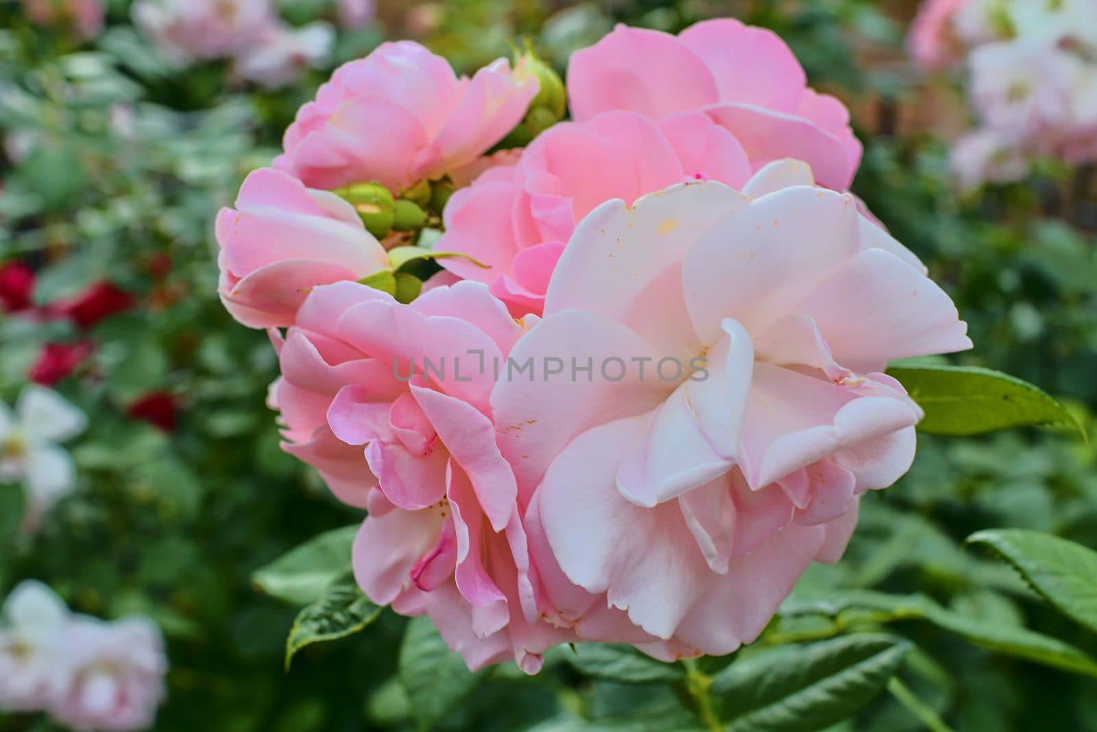 Pink roses. A bunch of pink roses. Close-up. Selective focus.