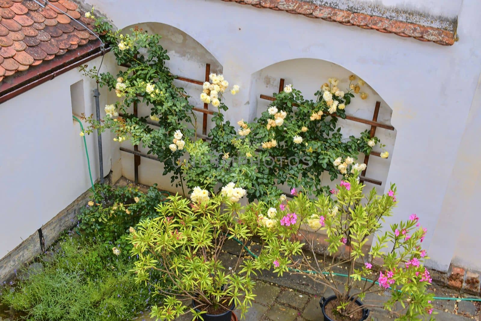 View on romantic urban scenery. Historic urban backyard with flowers.