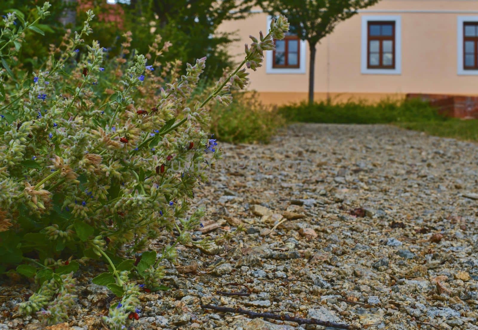 Urban gravel path. Soft colors. Flowers and building on background. Selective focus by roman_nerud