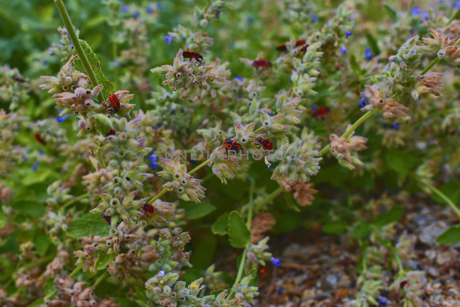 The firebugs on flowers. Soft colors. Flowery background by roman_nerud