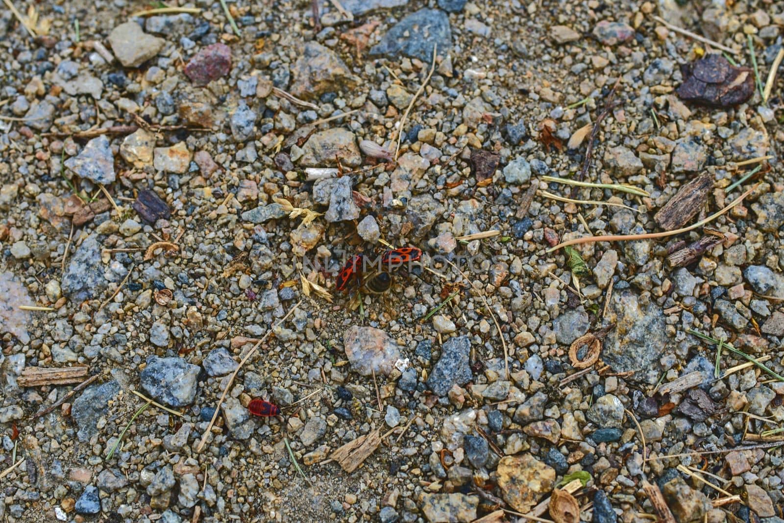 The firebugs on gravel path. Soft colors.