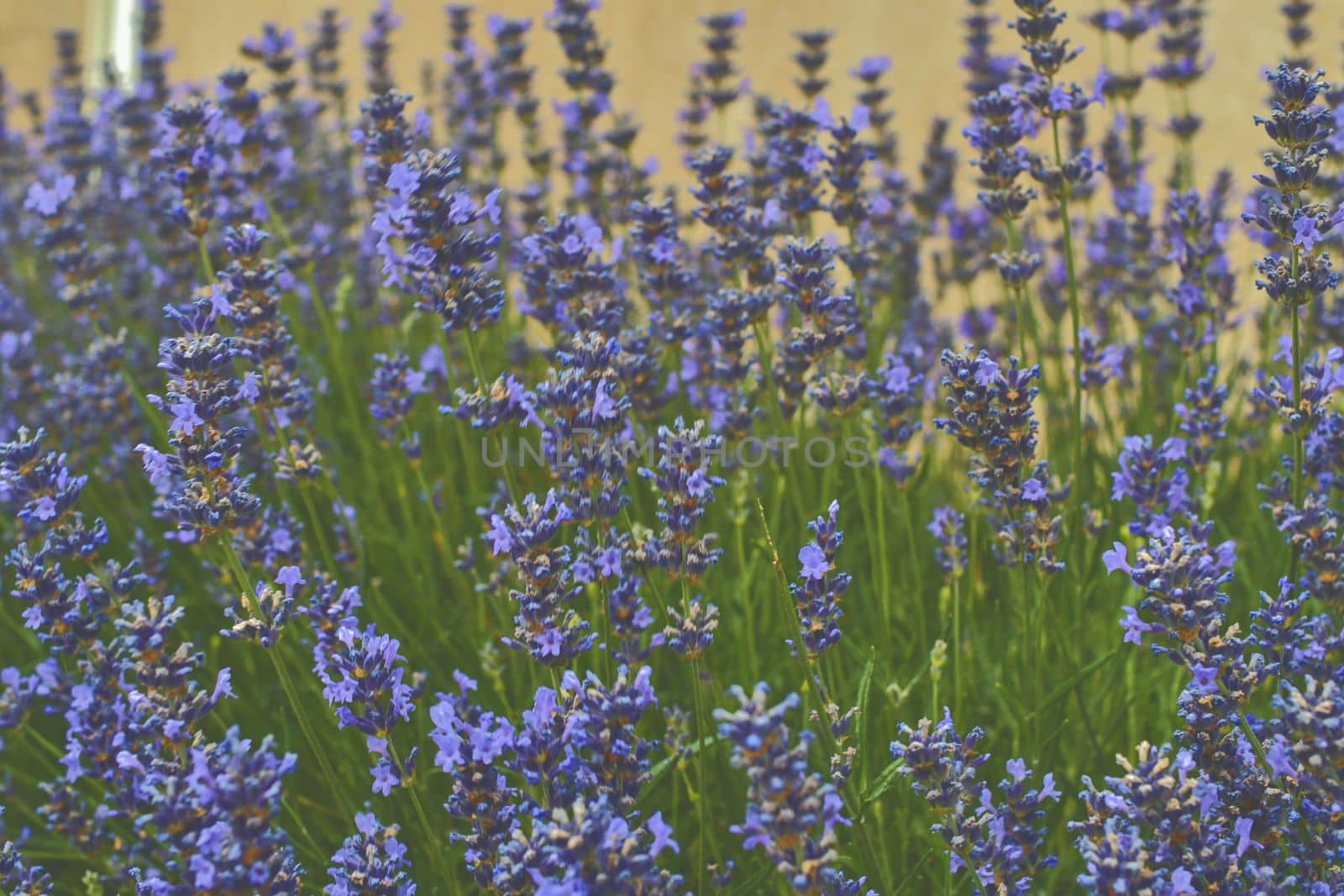 Tenderness of lavenders. Lavenders background. Soft and selective focus. Add haze.