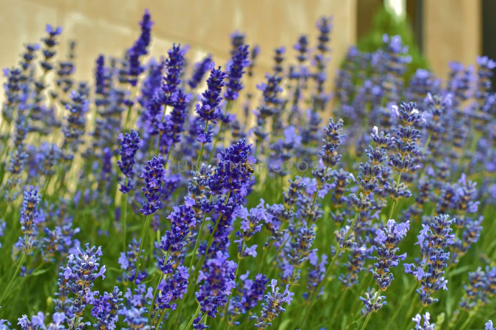 Tenderness of lavenders. Lavenders background. Soft and selective focus. Bee on lavenders.