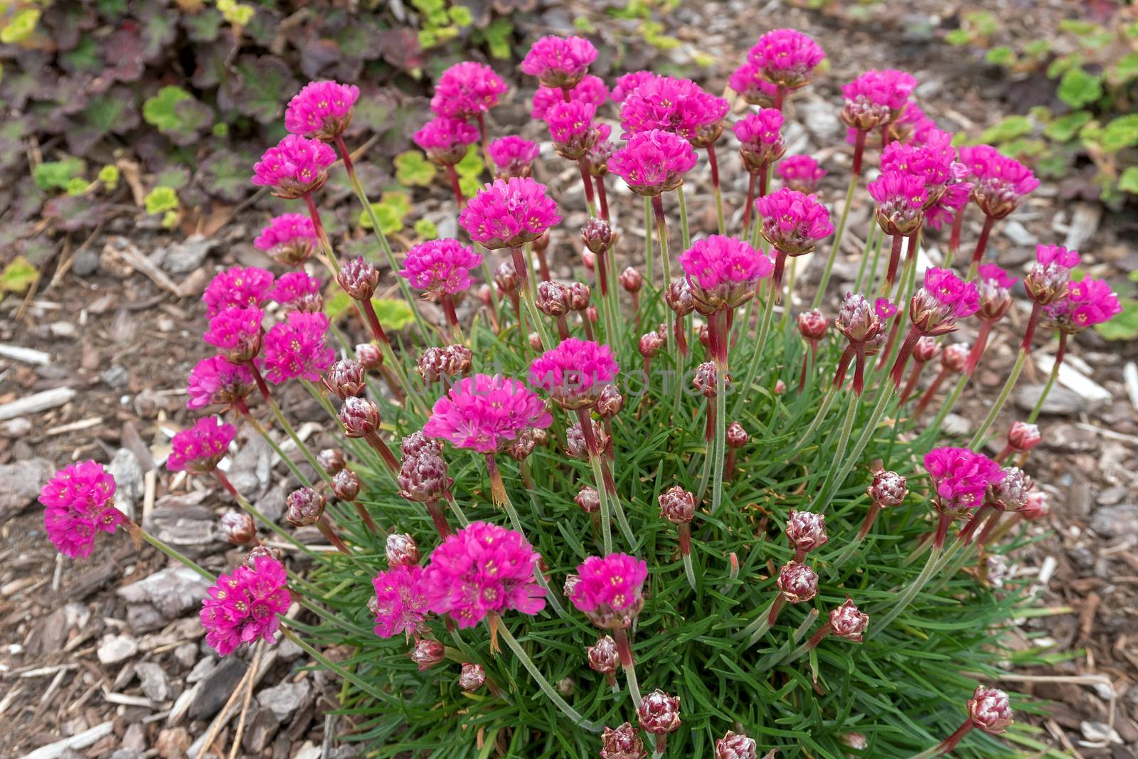 Sea Thrift Pink Flowers in full bloom during spring season closeup