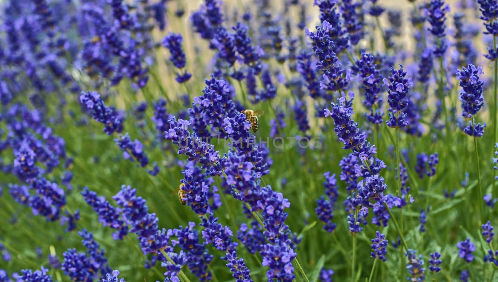 Tenderness of lavender fields. Lavenders background. Soft and selective focus. Bees on lavenders.